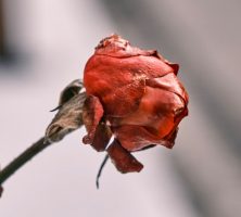 cremation services in Royal Oak, MI