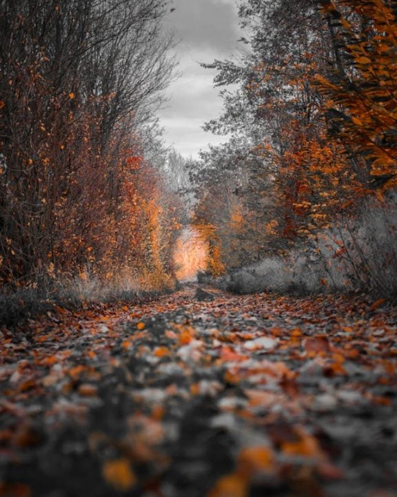 Peaceful autumn path reflecting compassion from funeral homes in Berkley, MI