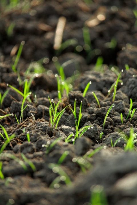 Fresh green sprouts symbolizing meaningful final wishes and cremation planning in Sterling Heights
