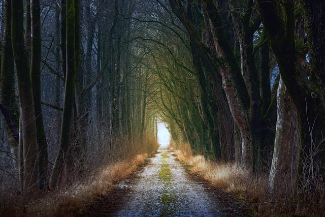 Quiet countryside road reflecting thoughtful cremation planning and remembrance in Royal Oak, MI