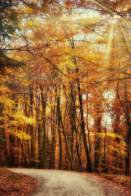 Peaceful autumn pathway reflecting compassionate care from Sterling Heights funeral services